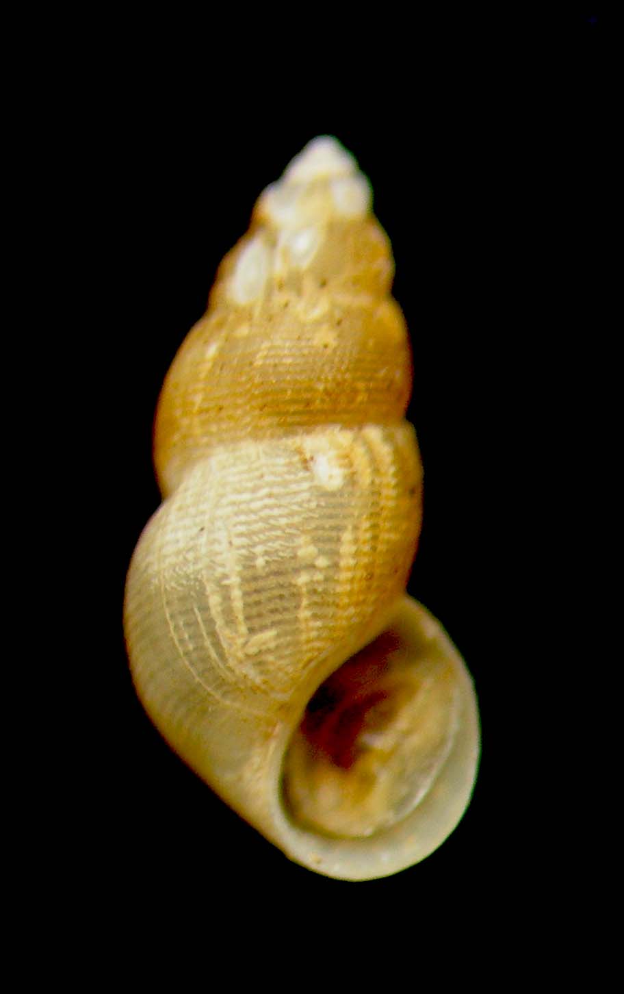 Onoba semicostata